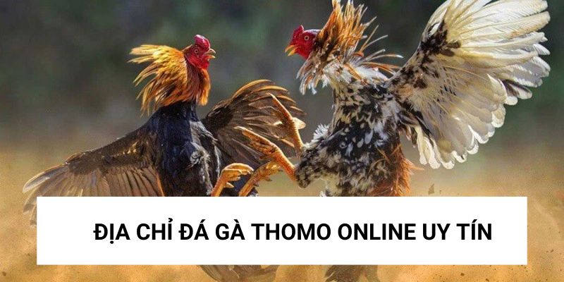 Website cá cược đá gà uy tín