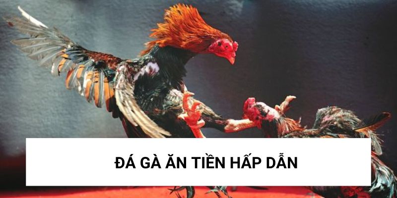 Đá gà ăn tiền hấp dẫn