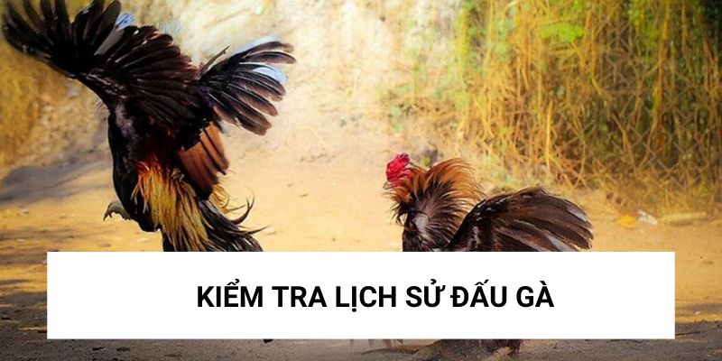 Xem kỹ lịch sử chơi đấu gà