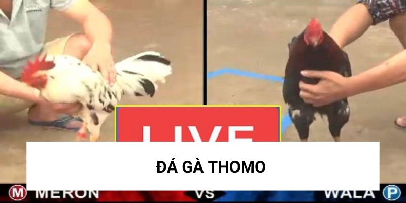 Đá gà Thomo và những lưu ý quan trọng phải biết tại I9bet